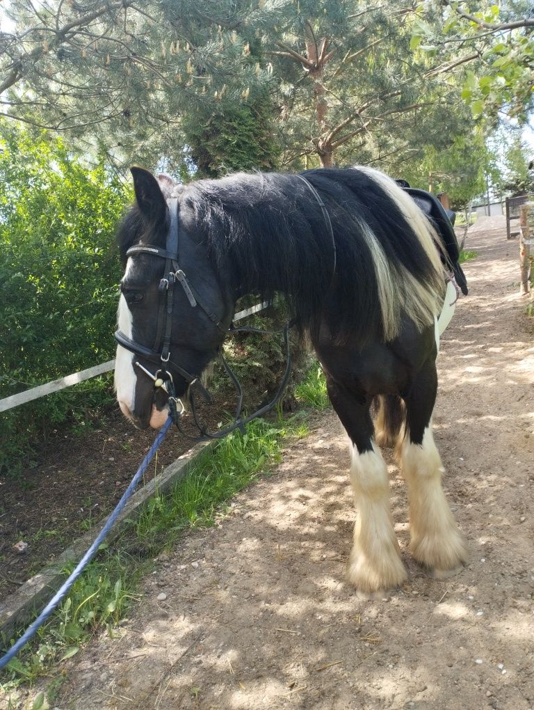 Wałach gypsy cob