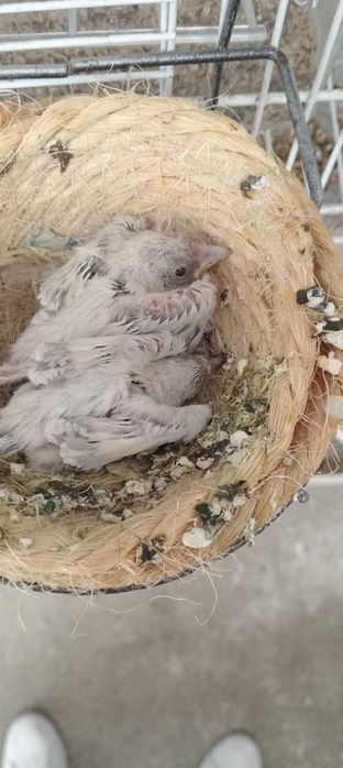 Tenho para ceder alguns pássaros