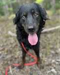 Zorba piekny pies do adopcji