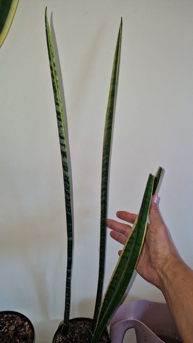 Коллекційна сансевієрія, sansevieria