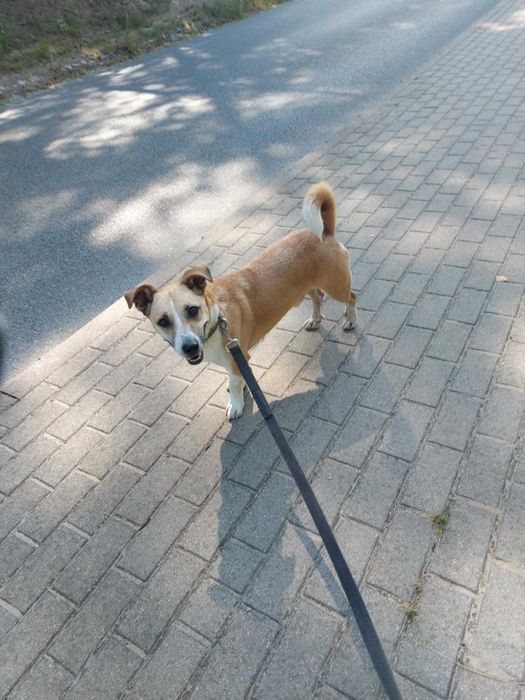 BORYS - Schronisko dla Zwierząt w Ostródzie
