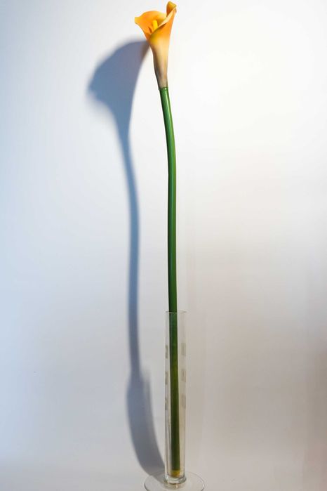 Kalia w kolorze żółto – pomarańczowym