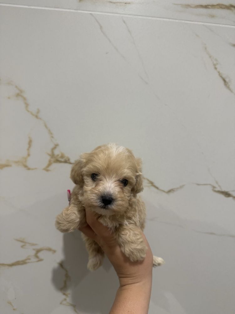 Maltipoo sunia maltanczyk pudel toy