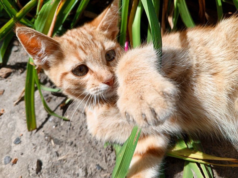 Віддам чудових кошенят