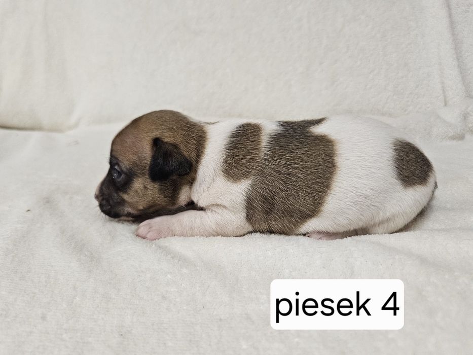 Piesek Jack Russell Terrier