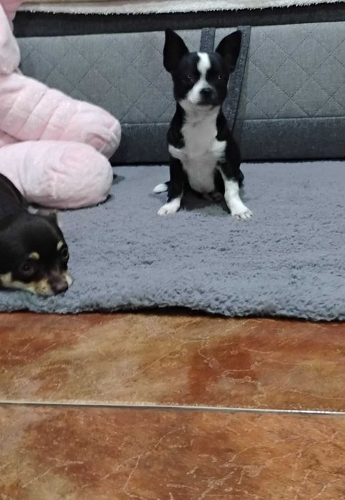 Piesek Chihuahua