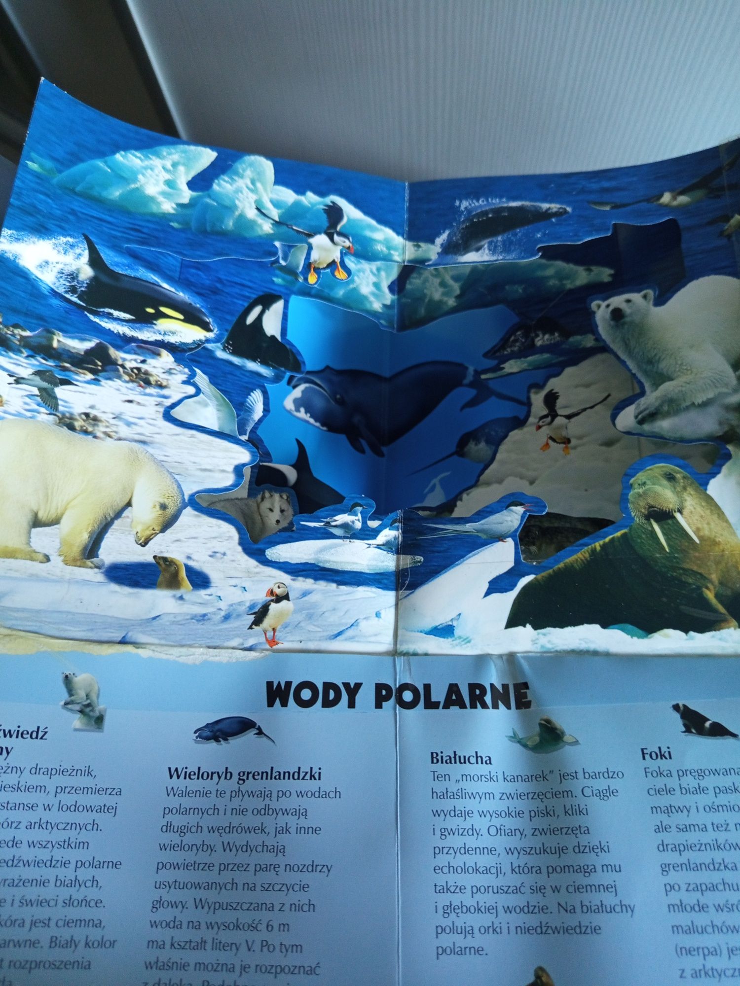 Zwierzęta oceanów w 3d