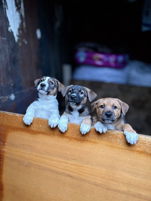 Щенки в добрые руки