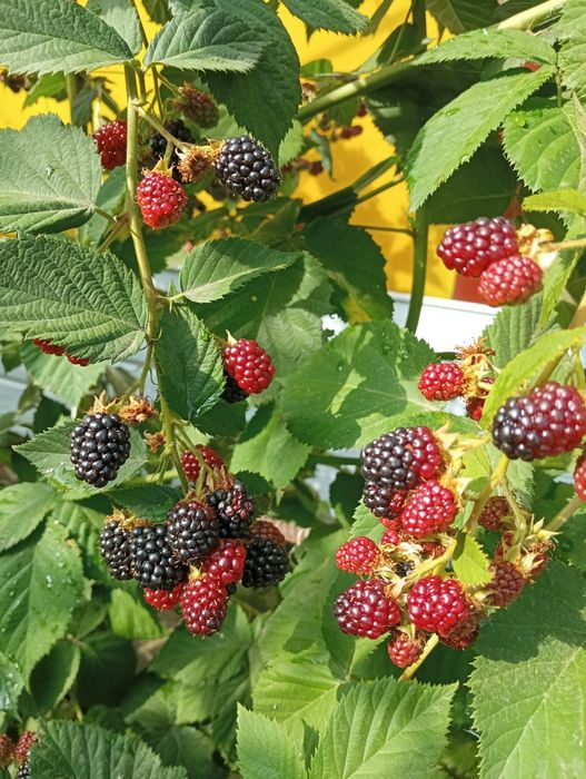 Ежевика без колючек 3 шт на 100 грн.