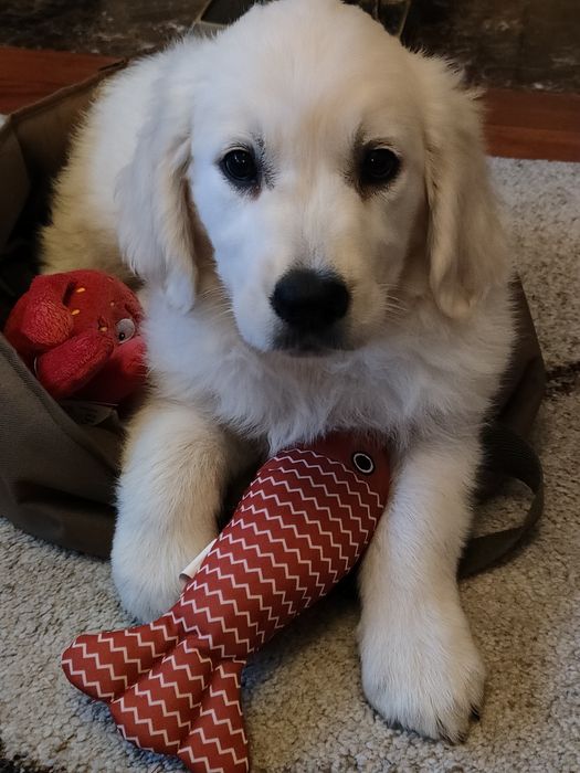 Golden Retriever suczka