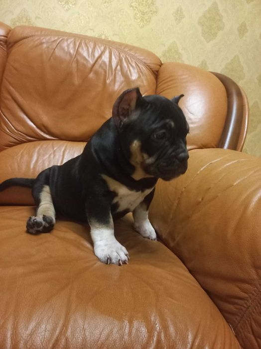 Потужні хлопчики американського буллі