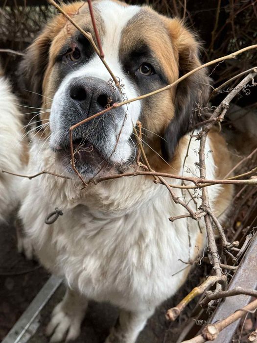 Oddam Sunię Bernardyn