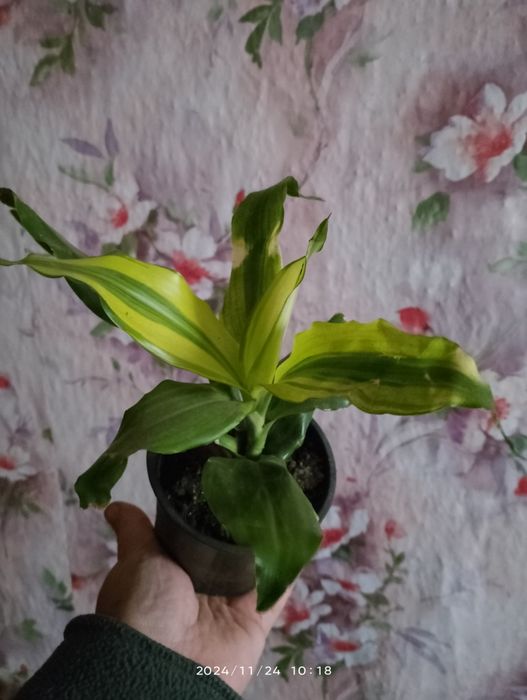 Драцена Лемон лайм .