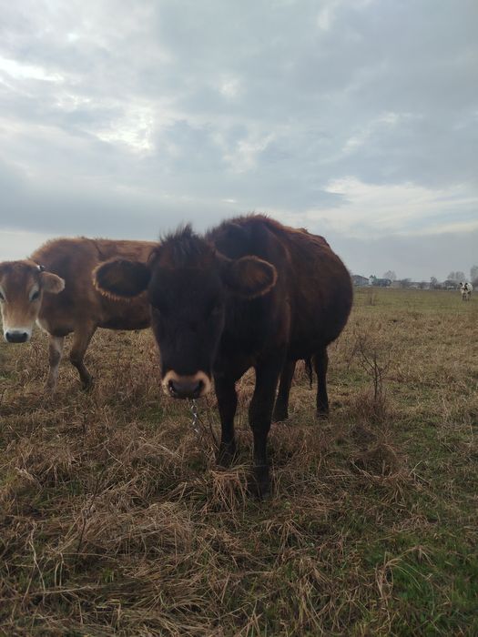 Телиця джерсі, нетель джерсей, теличка джерс