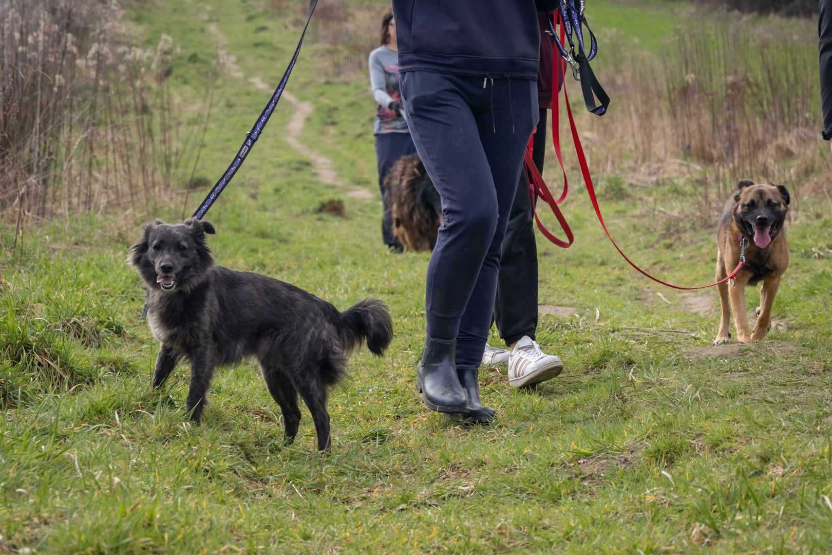 Mała, wrażliwa, smutna PIXI szuka domu !! Do adopcji !!