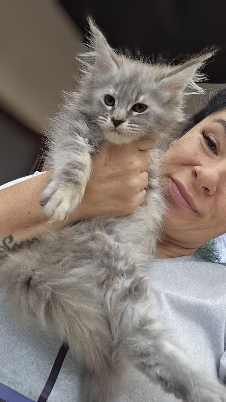 Maine coon Felis Polonia kotka srebrna