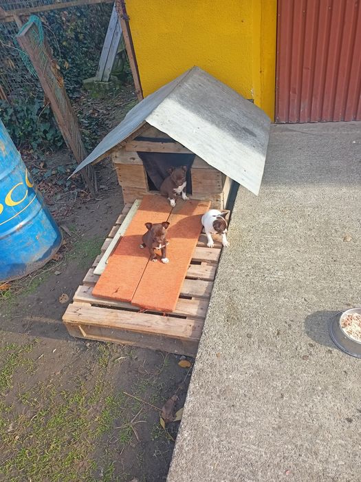 Małe Pieski polecam