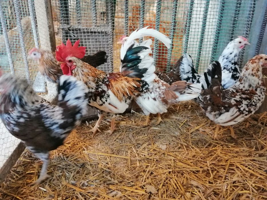 Jajka lęgowe jaja liliput liliputki wiele ras