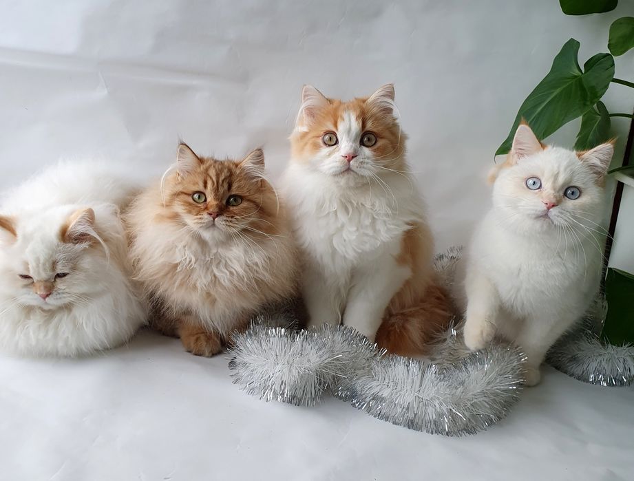 Киев котики кошечки котята есть разные окрасы у нас. Британцы клубные.
