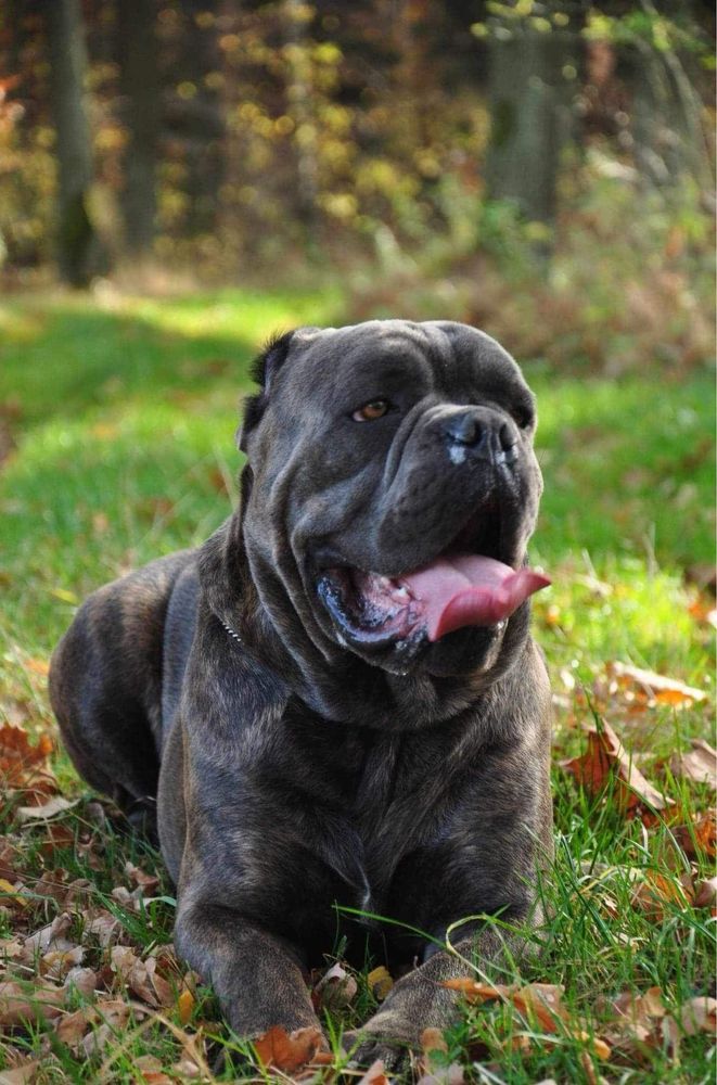 Szczenię Cane Corso