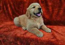 GOLDEN RETRIEVER- ciemnozłota suczka