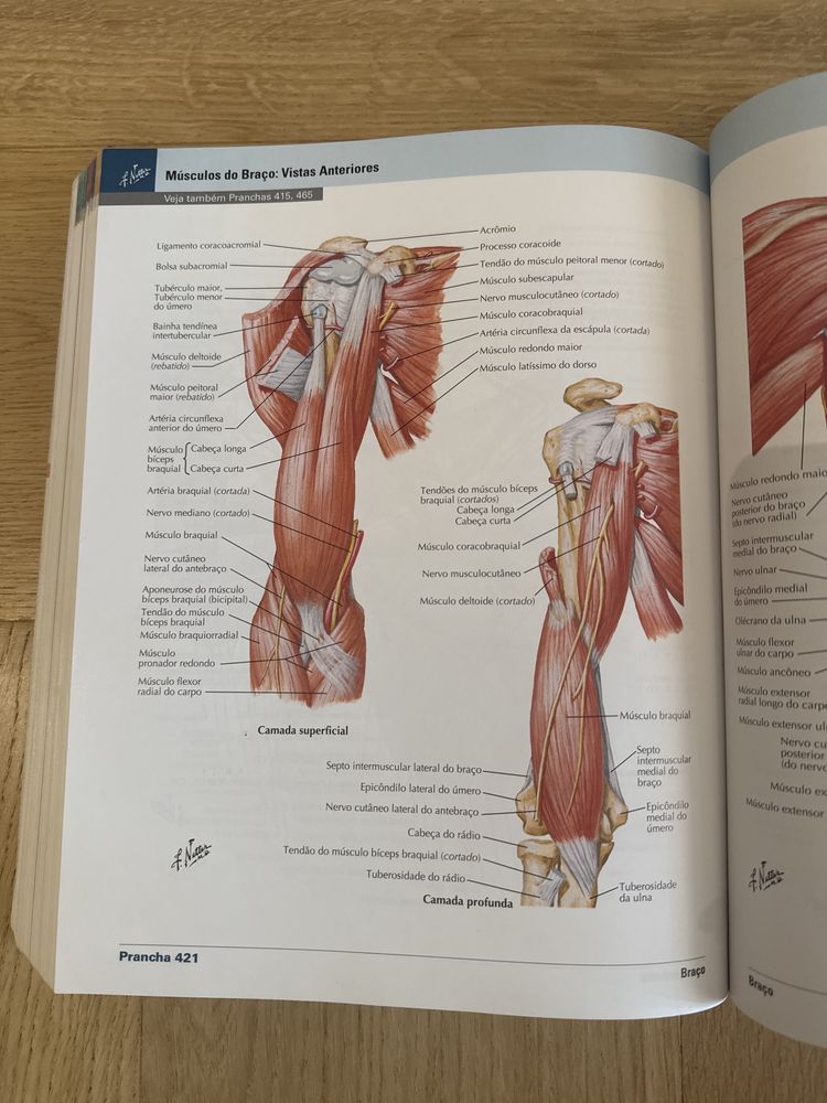 F. Netter Atlas de Anatomia Humana (versão em português)