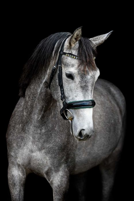 Urodziwa klacz po Lanvester L