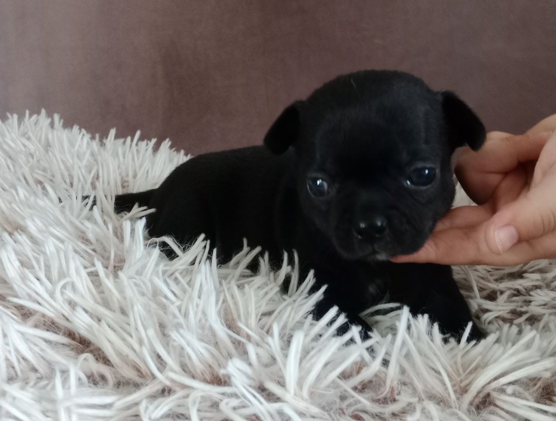 Czarna dziewczynka chihuahua