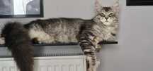 Maine Coon kotka