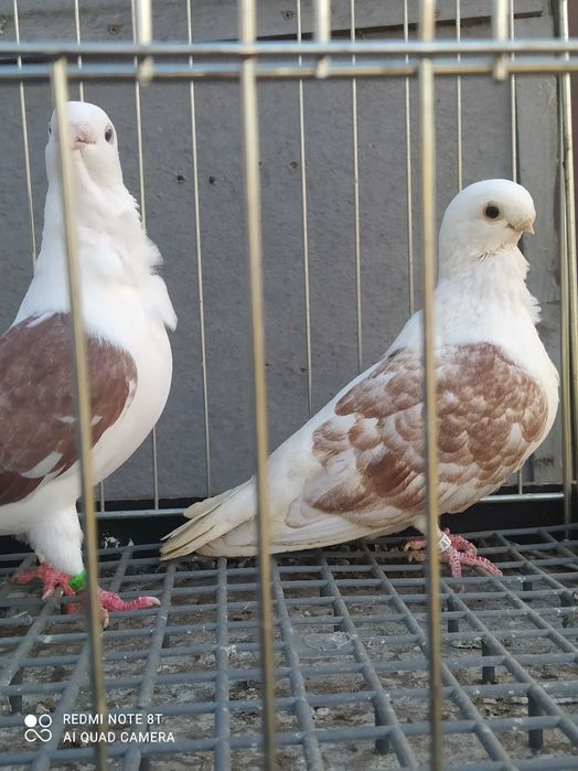 Golebie mewki  tarczowe