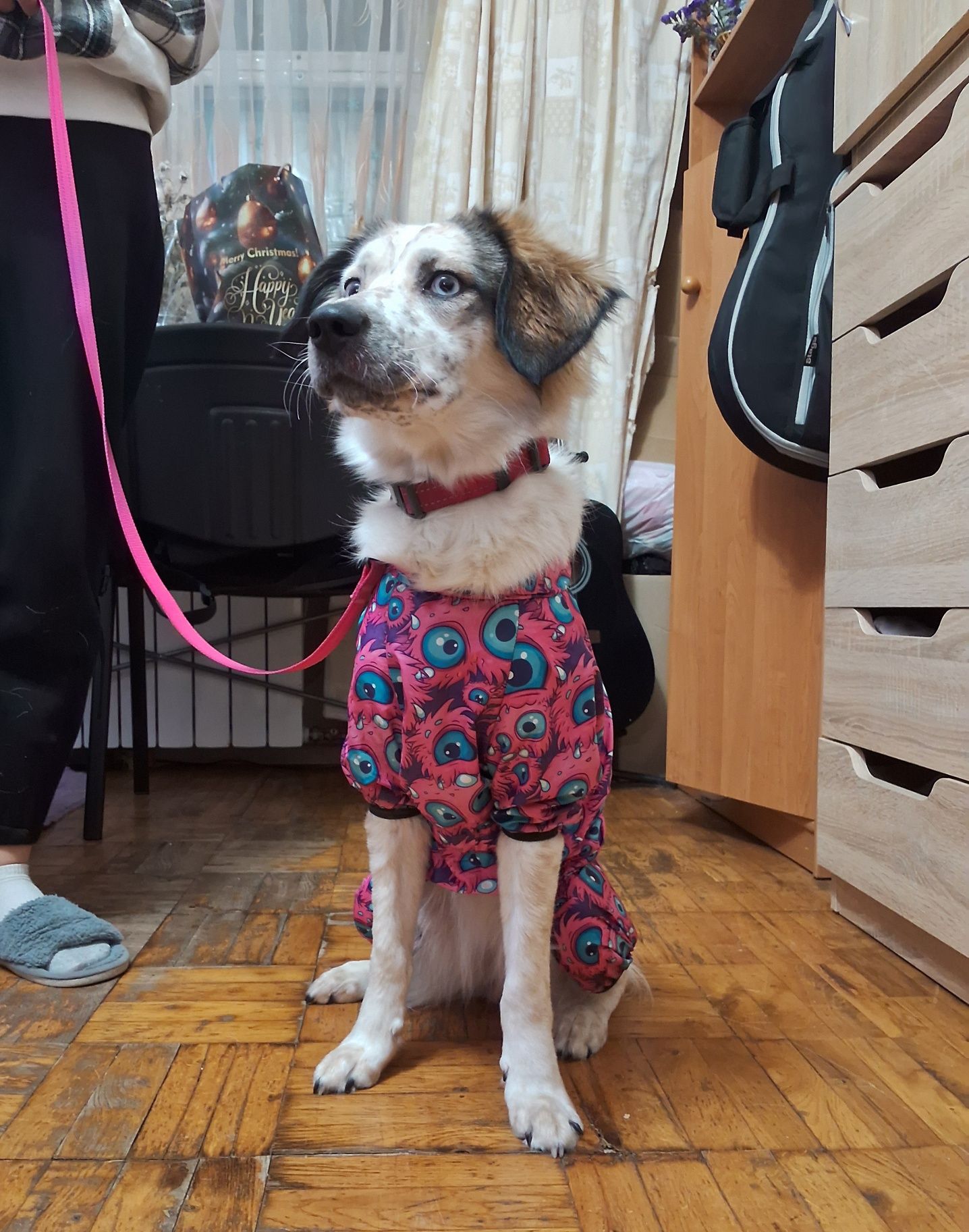 одежда для собаки