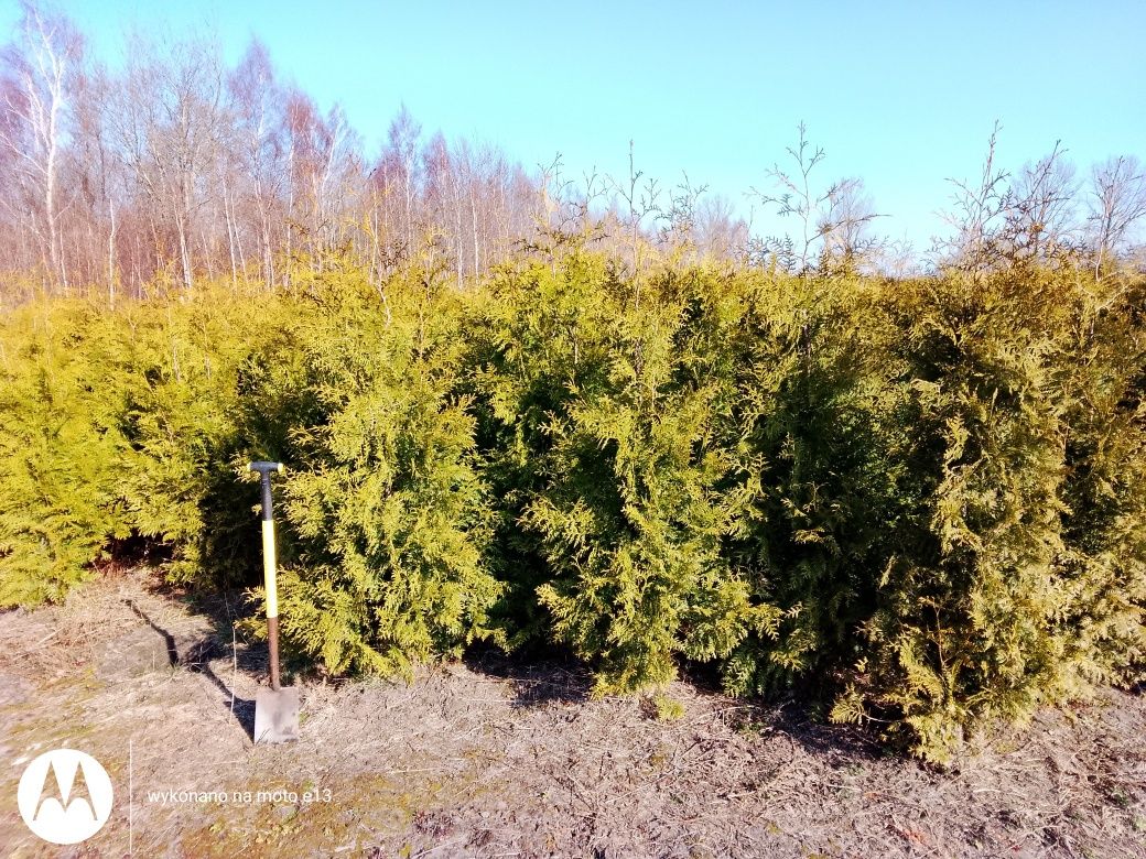 Gęsta Tuja (tuje)Brabant Prosto z Plantacji