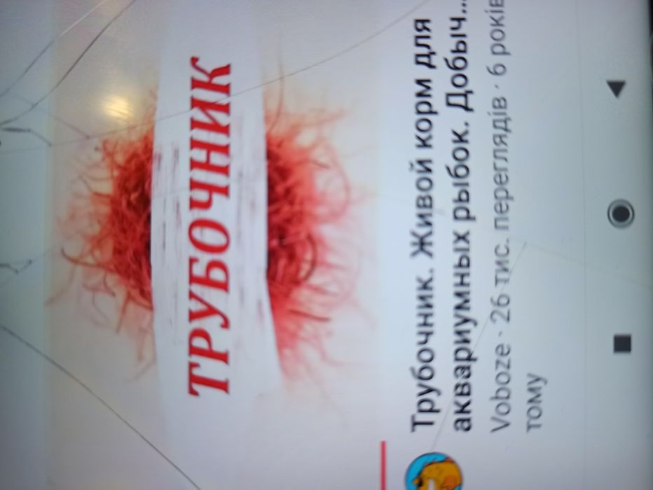 Єлодея канадская 10грн