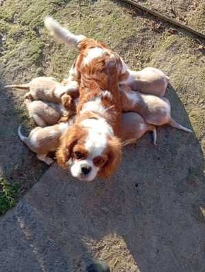 Cavalier King Charles Spaniel