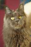 Niebieska kotka Maine Coon