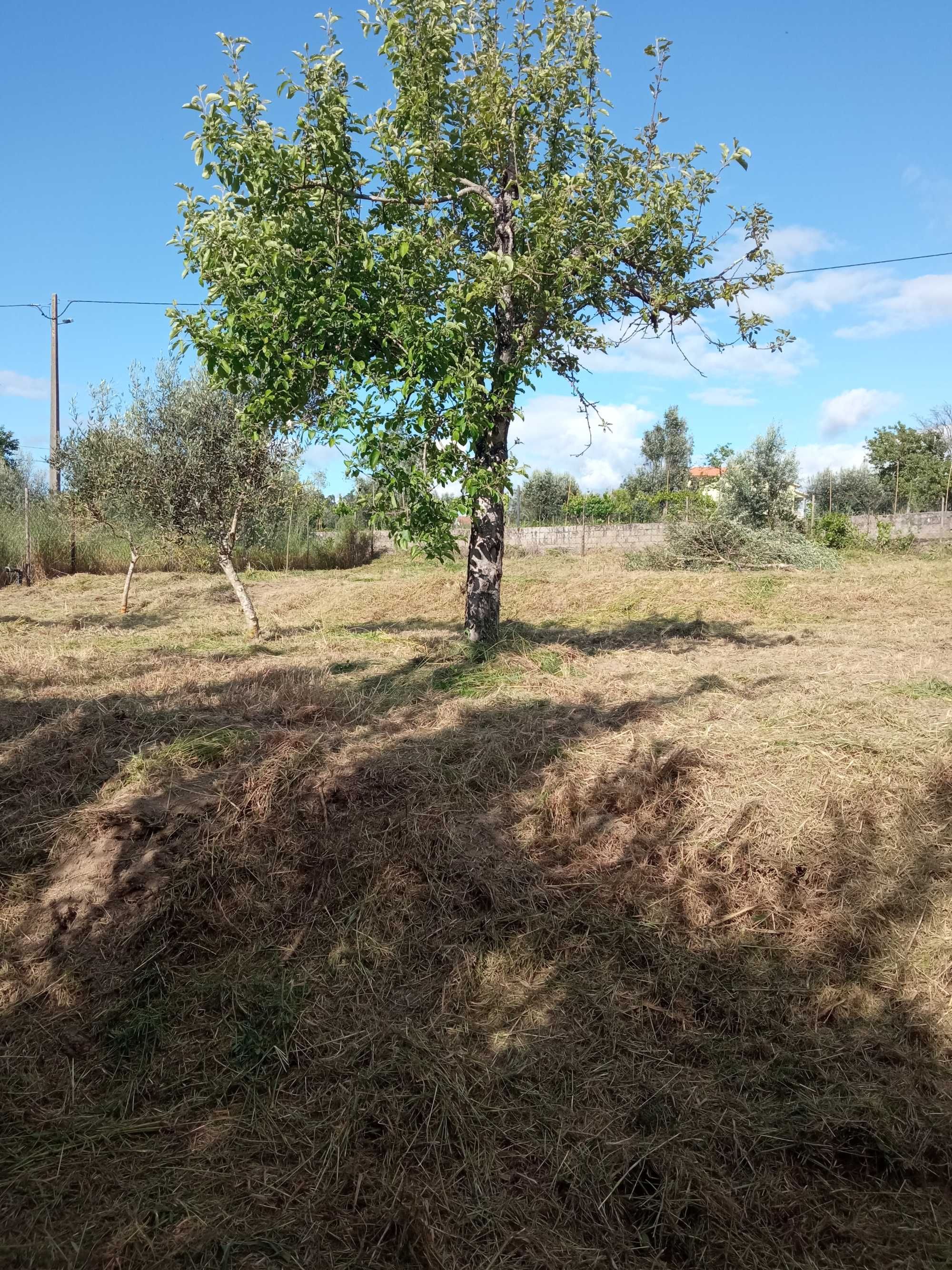 Quintinha para venda