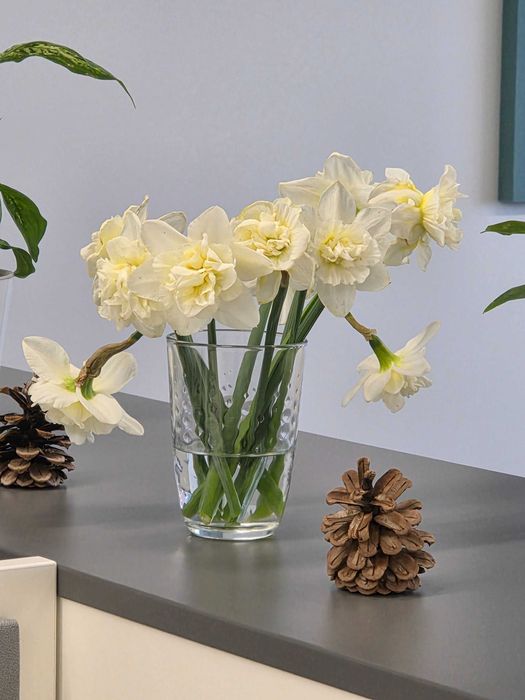 Махрові нарциси та тюльпани