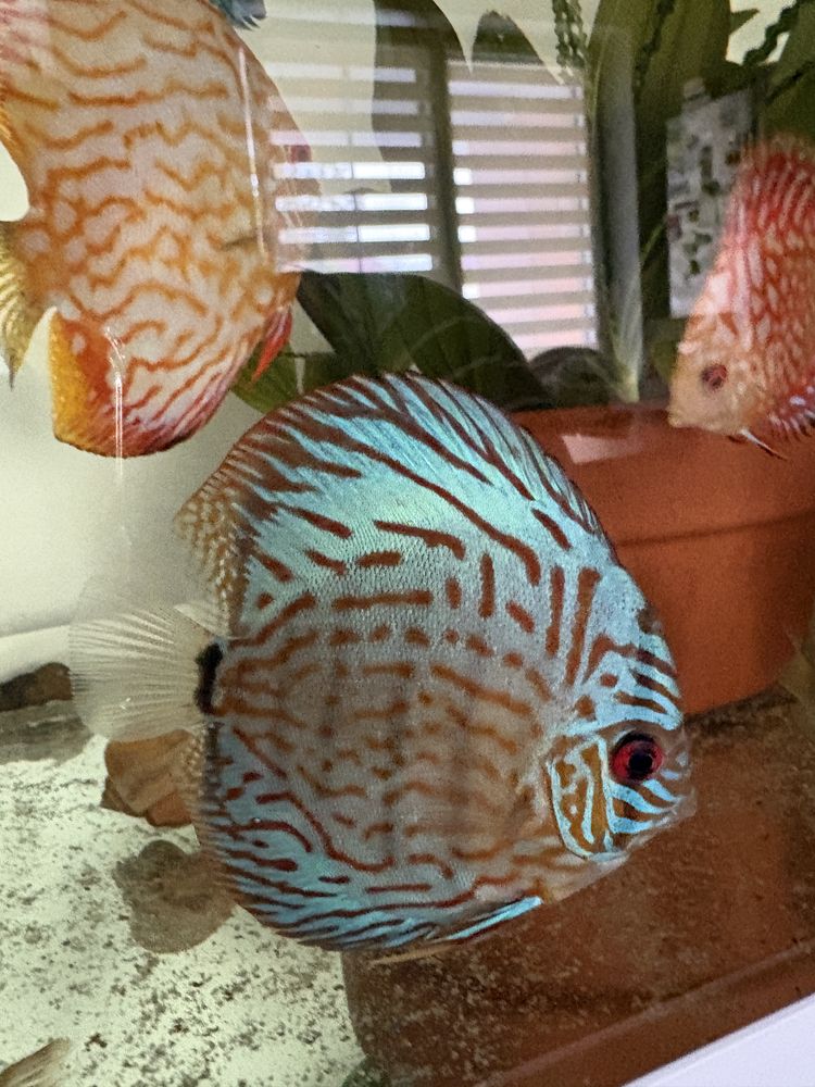 Dyskowiec red turkus