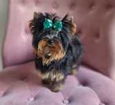 Yorkshire Terrier York FCI ZKwP Piesek