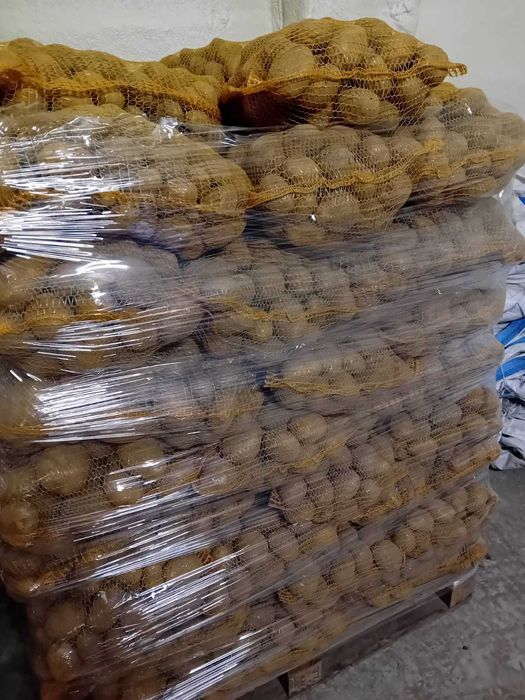 Ziemniaki jadalne soraya