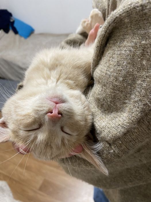 шукаємо дім кошенятам!