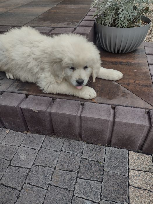 Owczarek podhalański