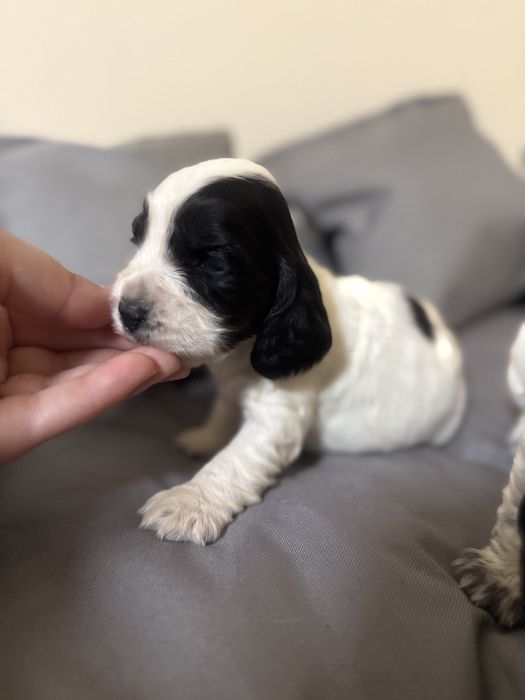 Piesek cocker spaniel angielski szczenię