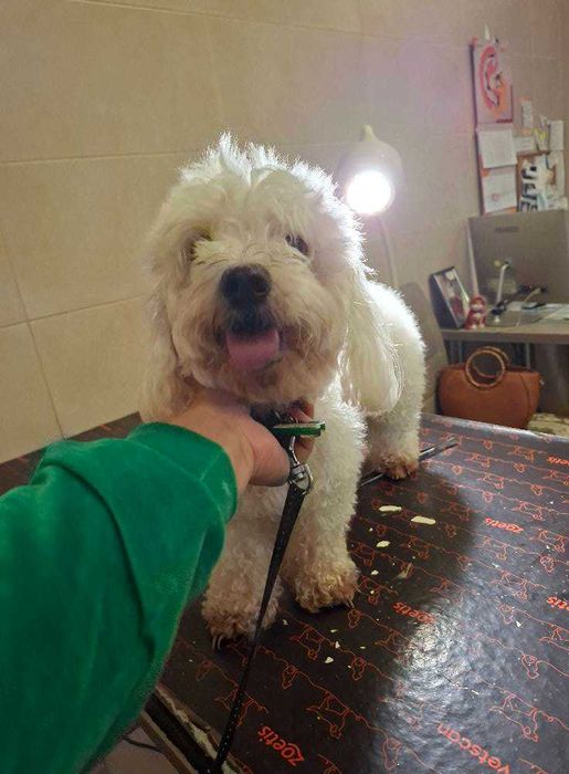 Mieszaniec maltańczyka suczka szuka domu