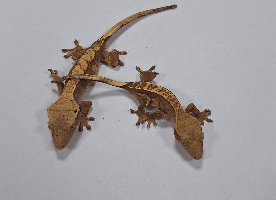 Gekon orzęsiony samica