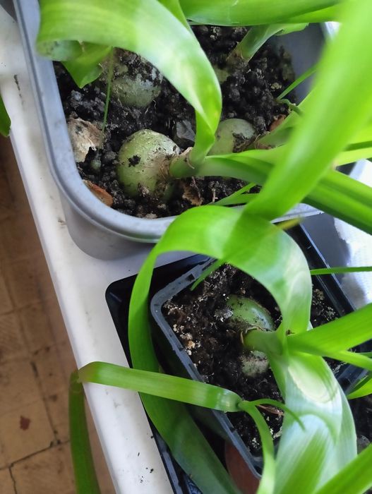 Індійське цибулиння (идийский лук) кімнатна рослина лікувальна