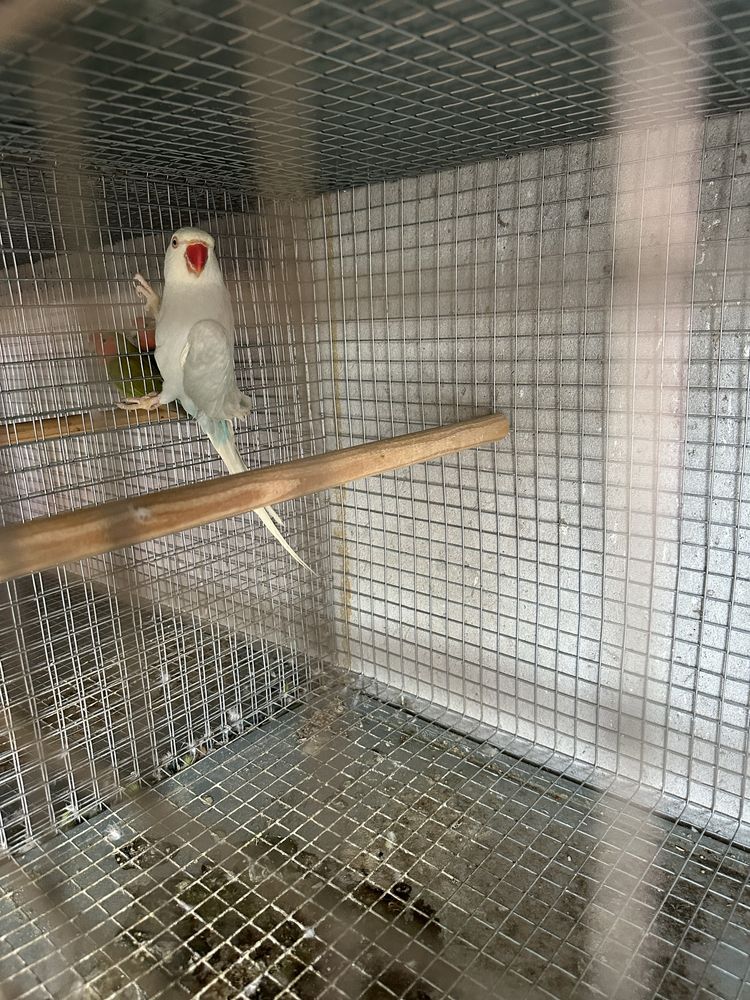 Vendo casal de ring neck com gaiola e ninho
