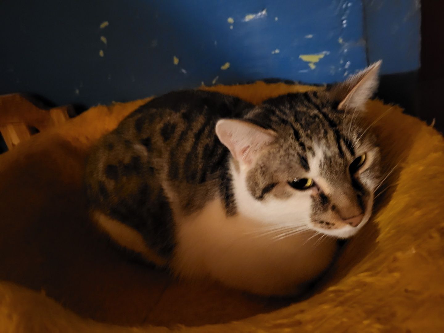 Sasza kotek do adopcji