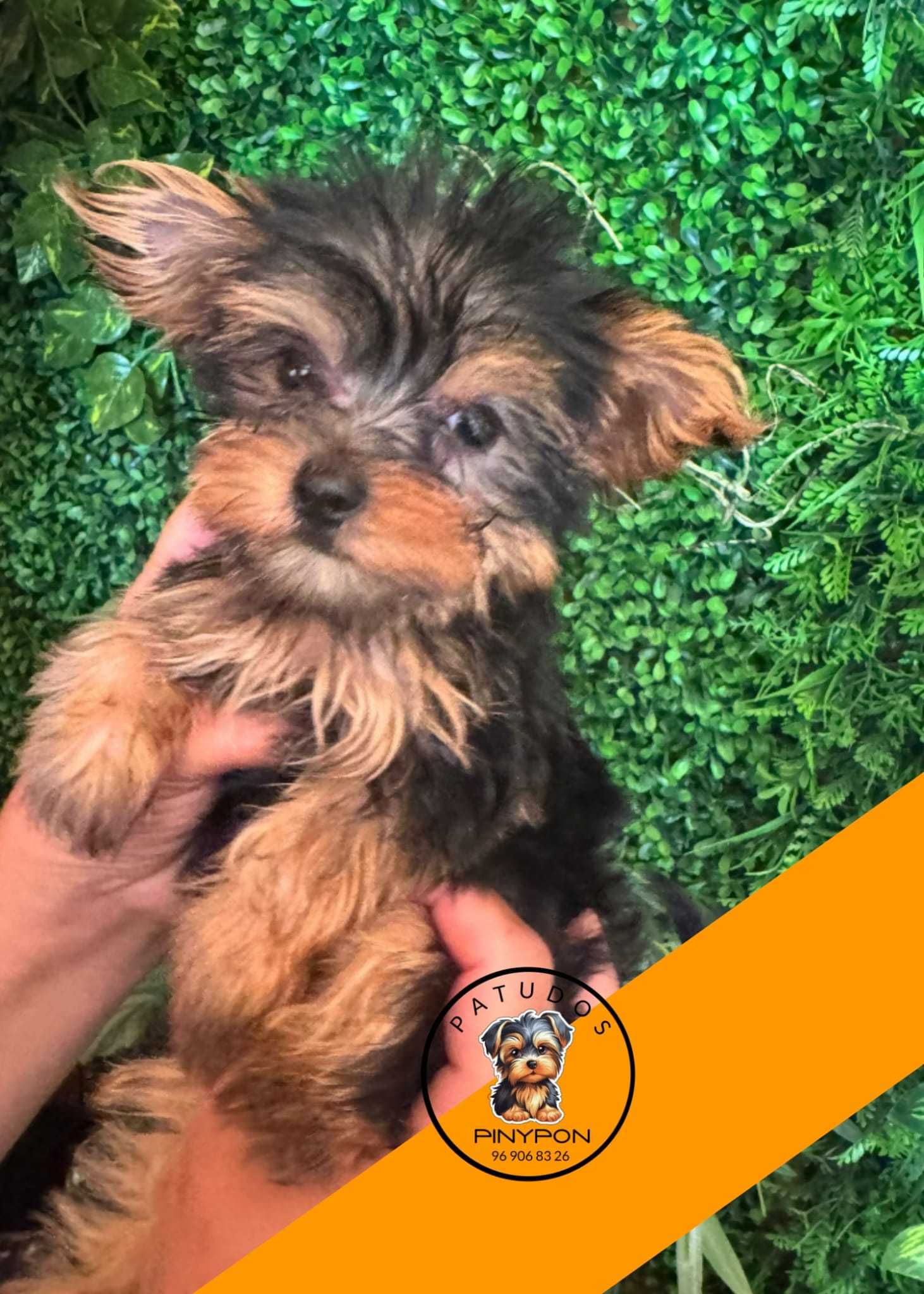 Yorkshire Terrier