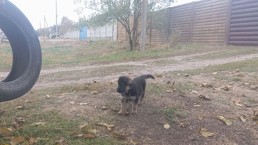 Щенок неиецкой овчарки девочка